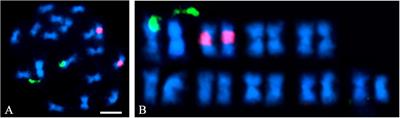 A Chromosome-Scale Assembly of the Garden Orach (Atriplex hortensis L.) Genome Using Oxford Nanopore Sequencing